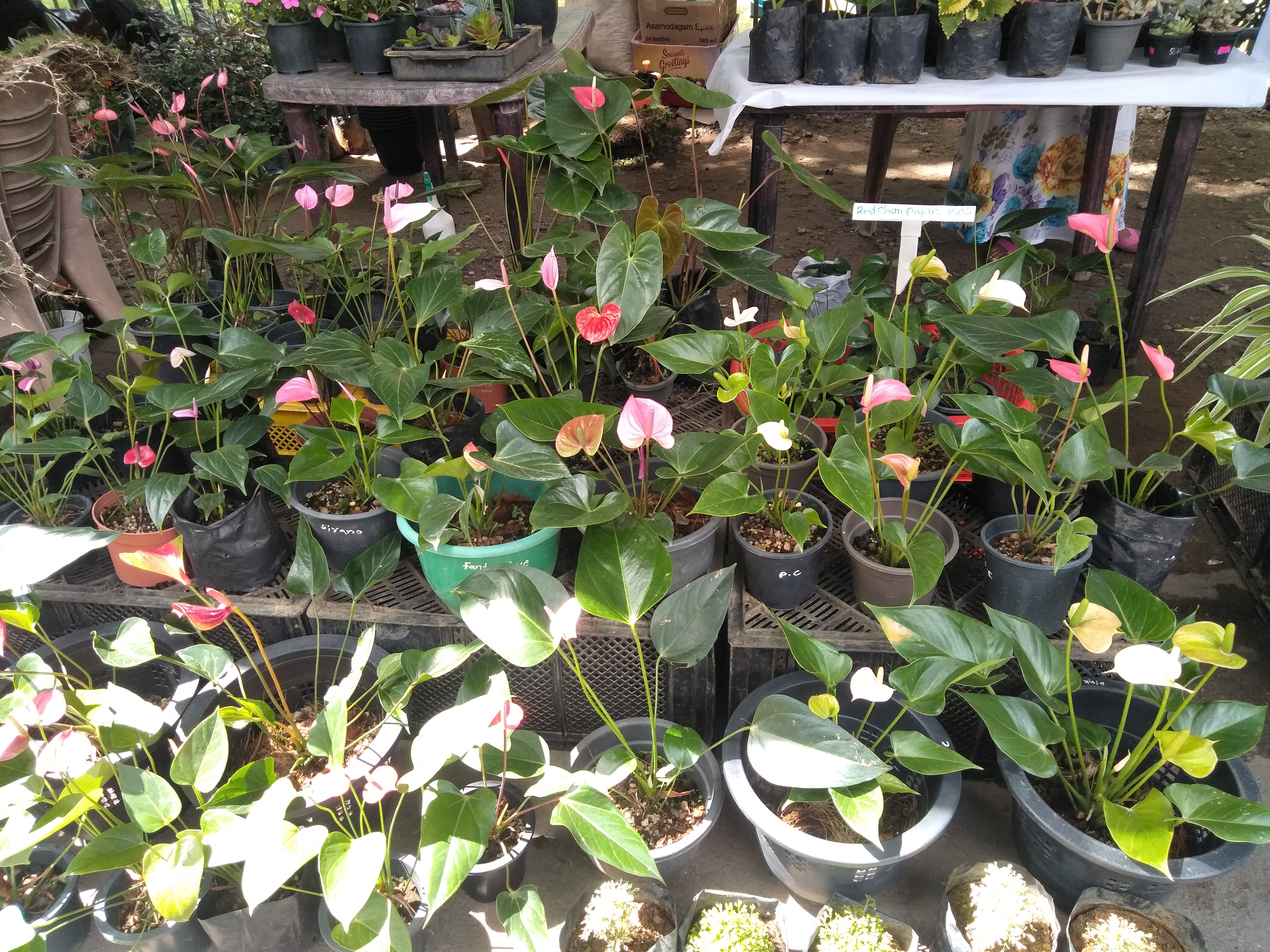 රන්ජිකා මල් පැල