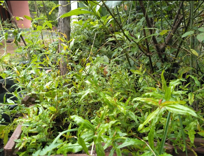  චන්ද්‍රිකා පැල තවාන